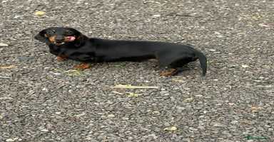 Dachshund dogs - Advert 2