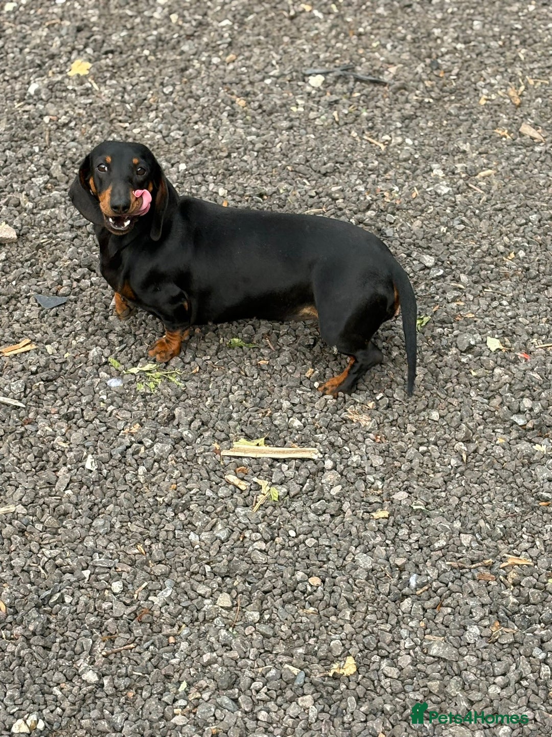 Dachshund dogs for sale: 2 dachshund sisters black & tan kc registered - Image 4