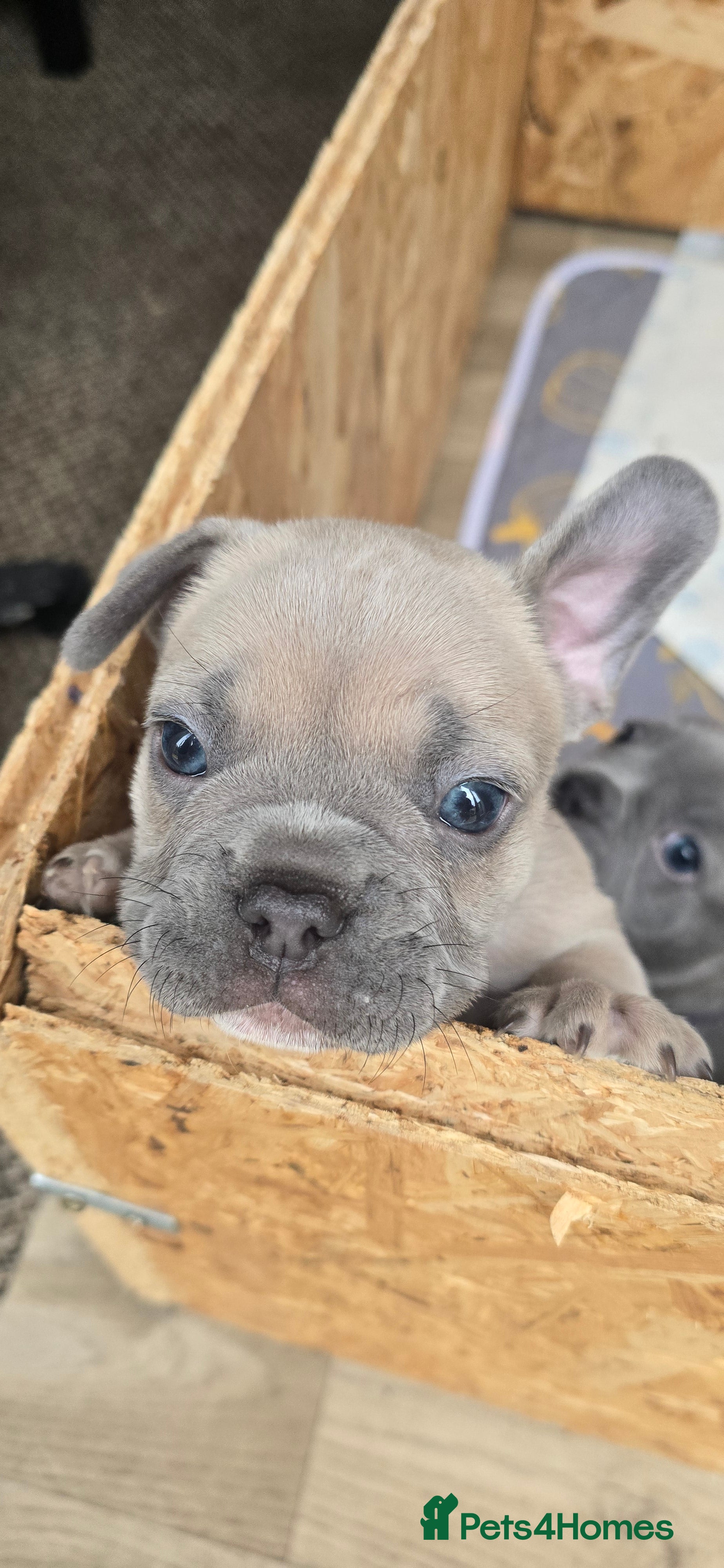 French Bulldog dogs 💙🐶French Bulldog Puppies💙🐶 - Advert 2