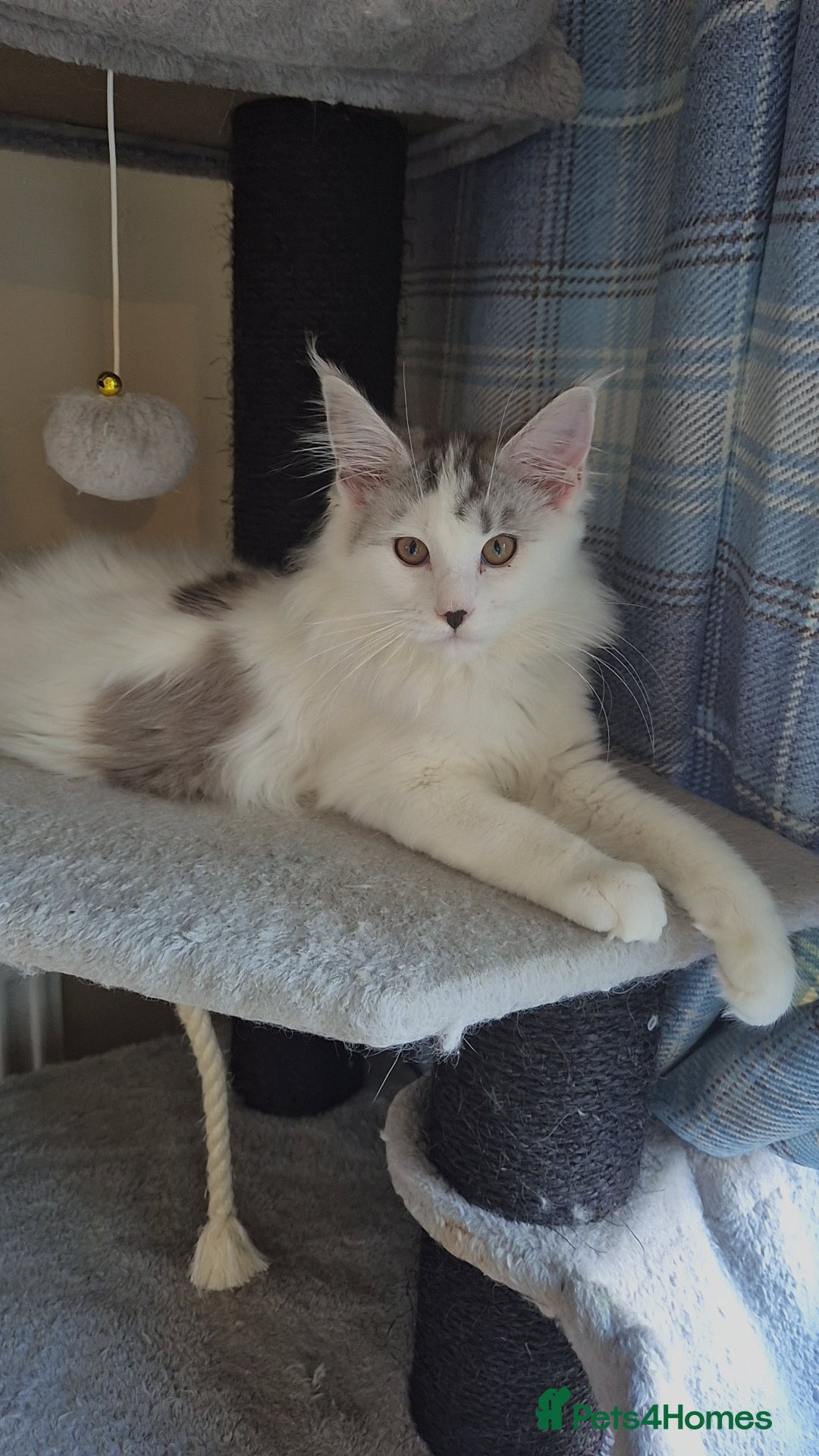 Maine Coon cats for sale: Maine coon kittens  - Advert 18