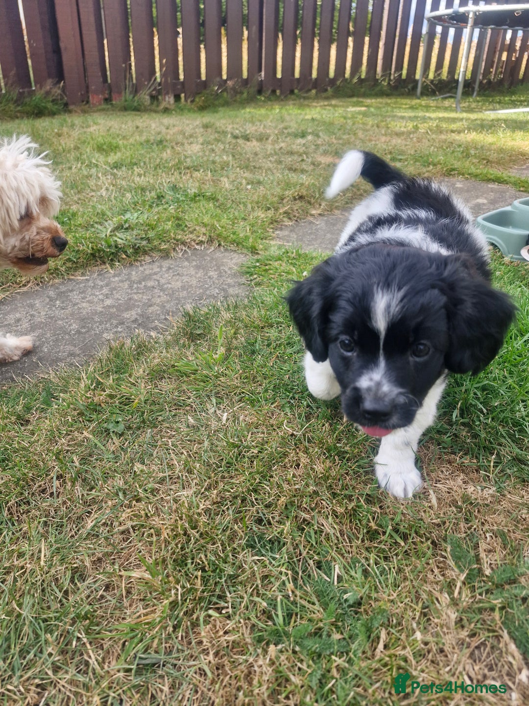 Mixed Breed dogs for sale: **Only 1 Boy Left** Miniture Cavapoo X Sproodle - Image 2
