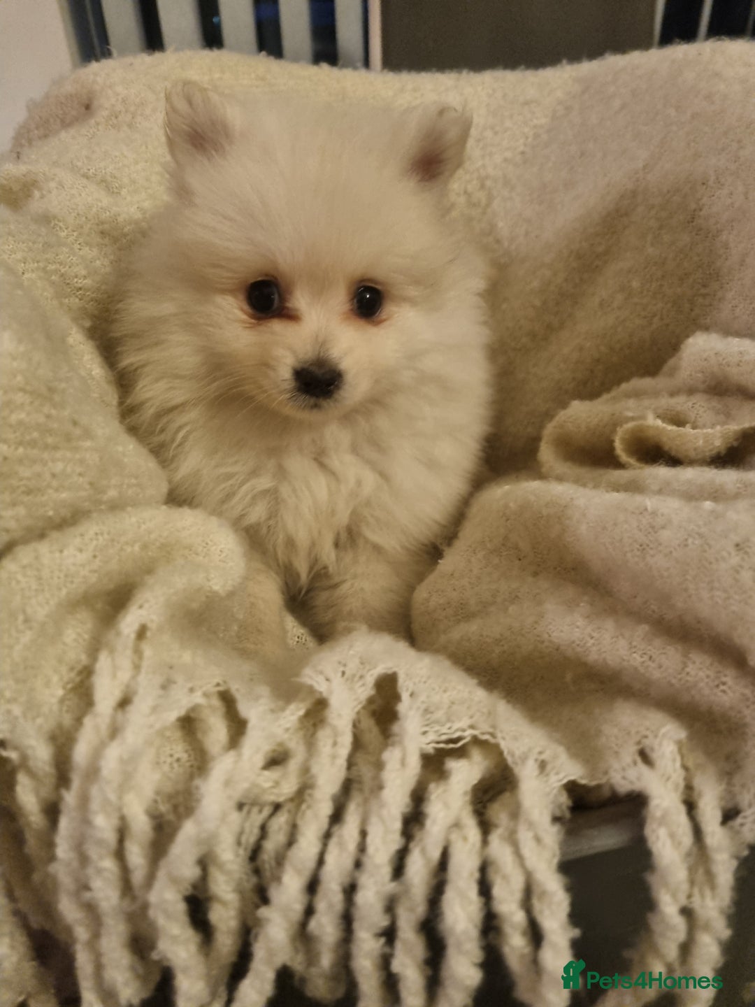 Pomeranian dogs for sale: Pomeraniums  - Advert 4