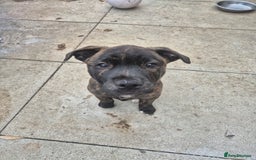 Mixed Breed dogs for sale: American Akita/Bullmastiff cross - Image 32