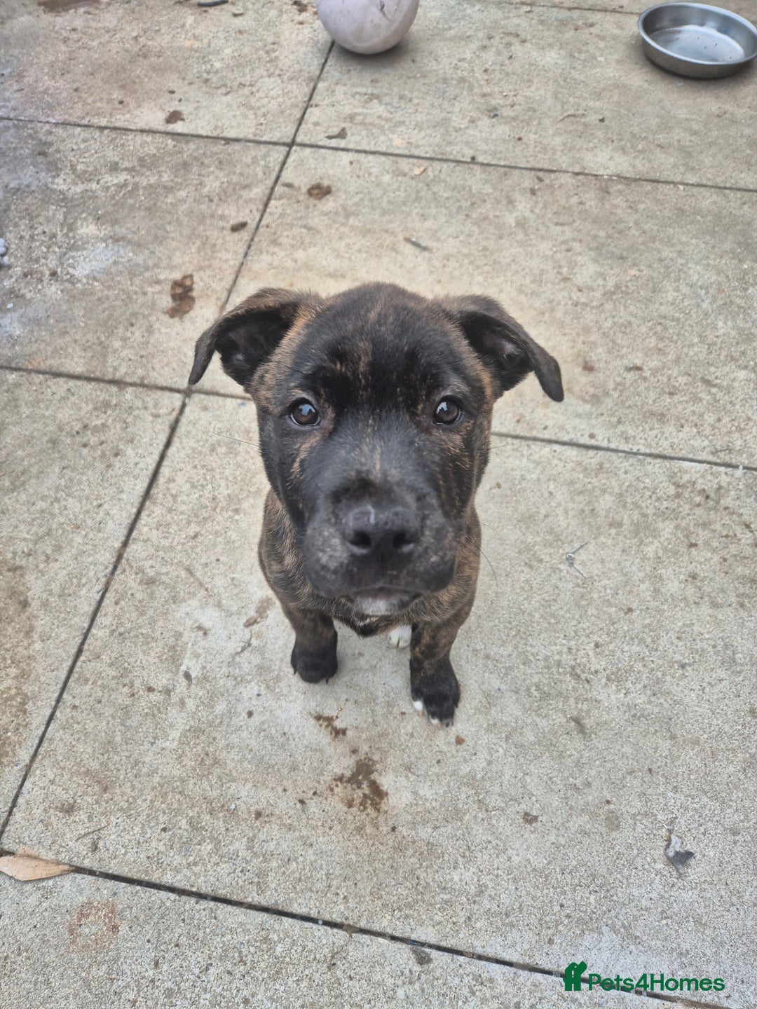 Mixed Breed dogs for sale: American Akita/Bullmastiff cross - Image 32