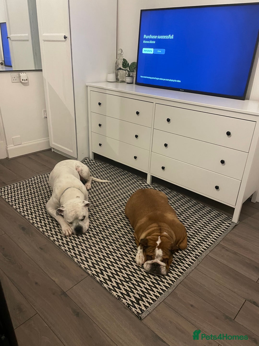 English Bulldog dogs for sale: English bulldog for rehoming  - Advert 4