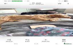 Mixed Breed dogs for sale: Cocker schnoodle - Image 3