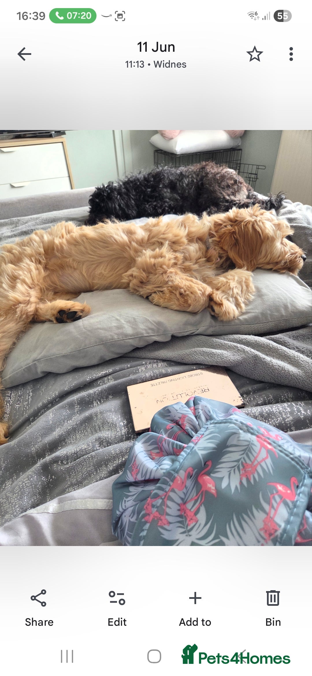 Mixed Breed dogs for sale: Cocker schnoodle - Image 3