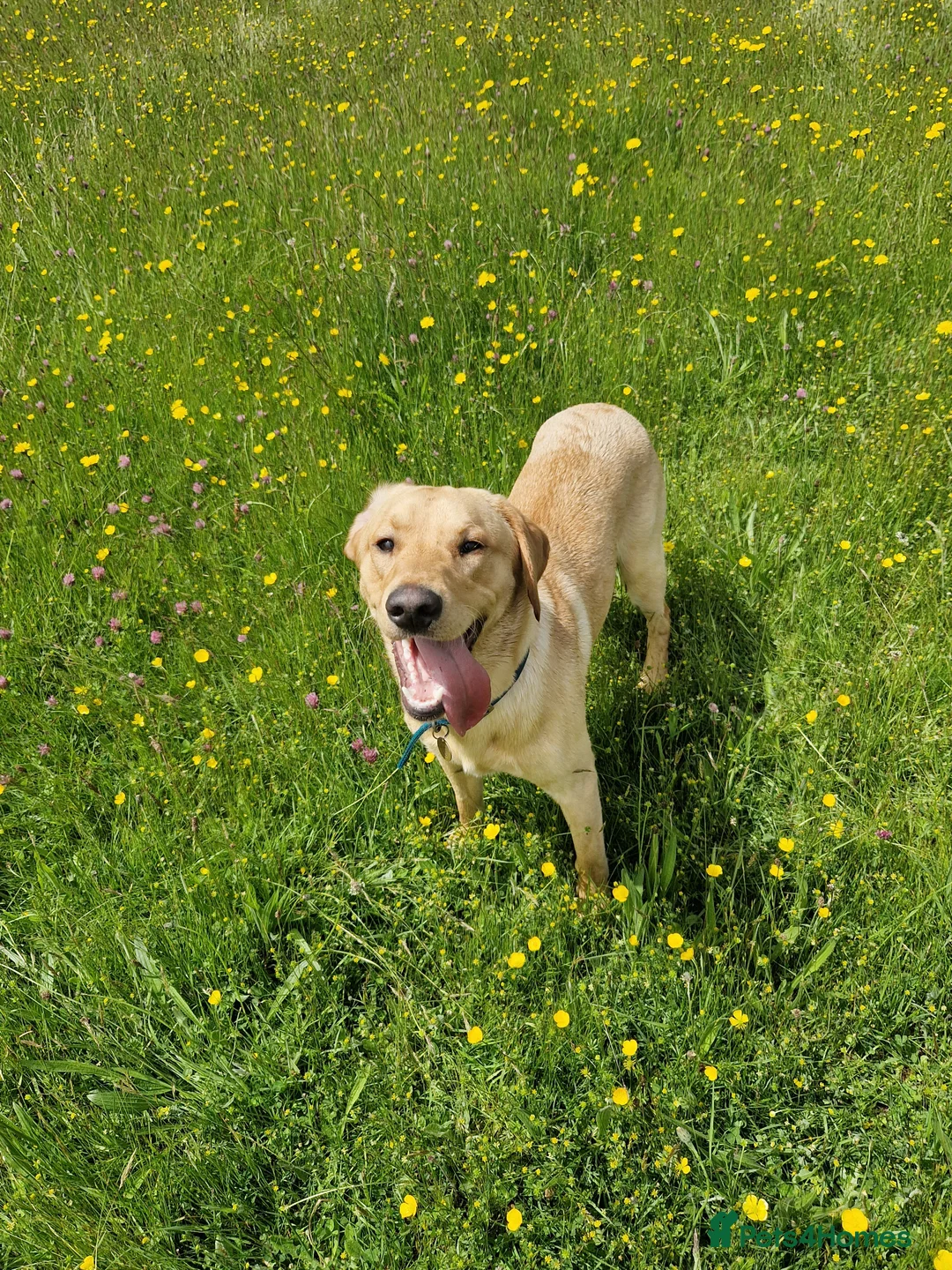 Labrador Retriever dogs for stud: Unproven Labrador Stud NO FEE. KC reg/BVA screened in Brecon - Advert 24