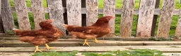 Chickens poultry for sale: Lovely Hyline Point of Lay pullets - Advert 2