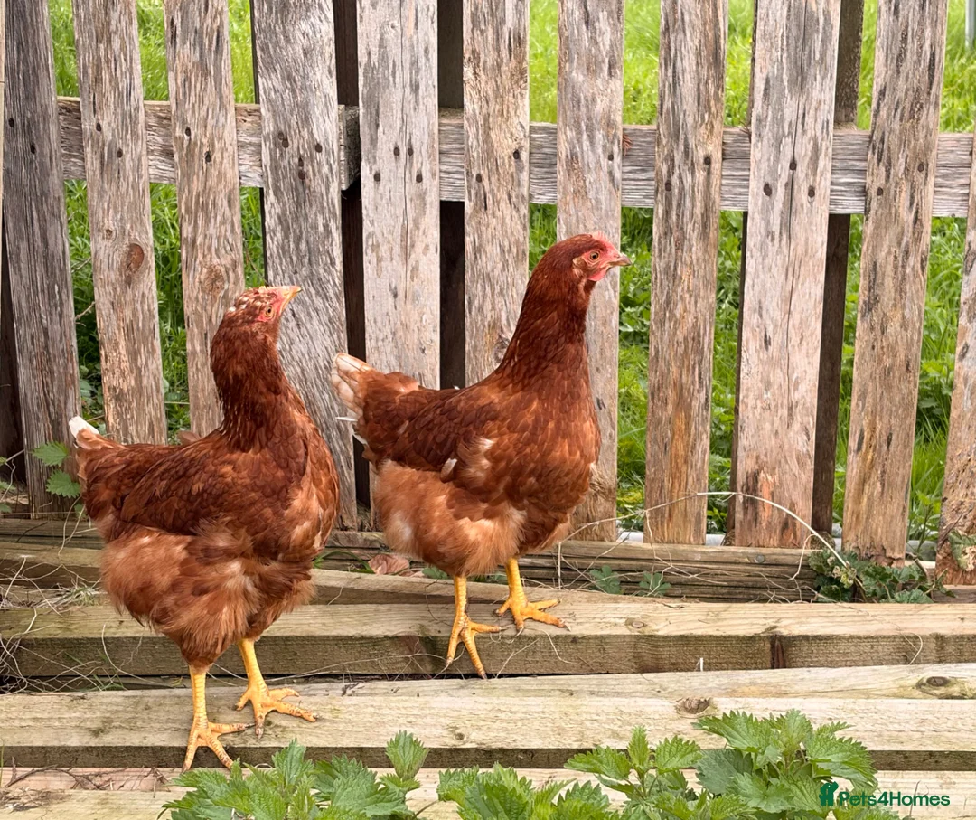 Chickens poultry for sale: Lovely Hyline Point of Lay pullets - Advert 2