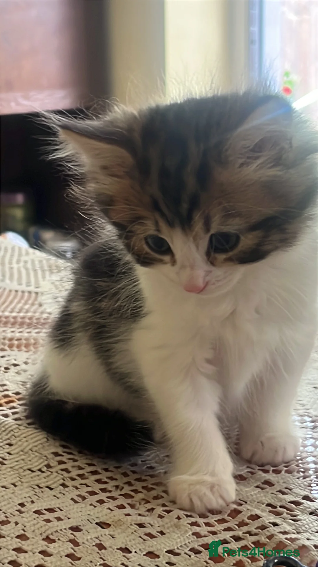 Mixed Breed cats for sale: Baby’s cat  - Advert 2