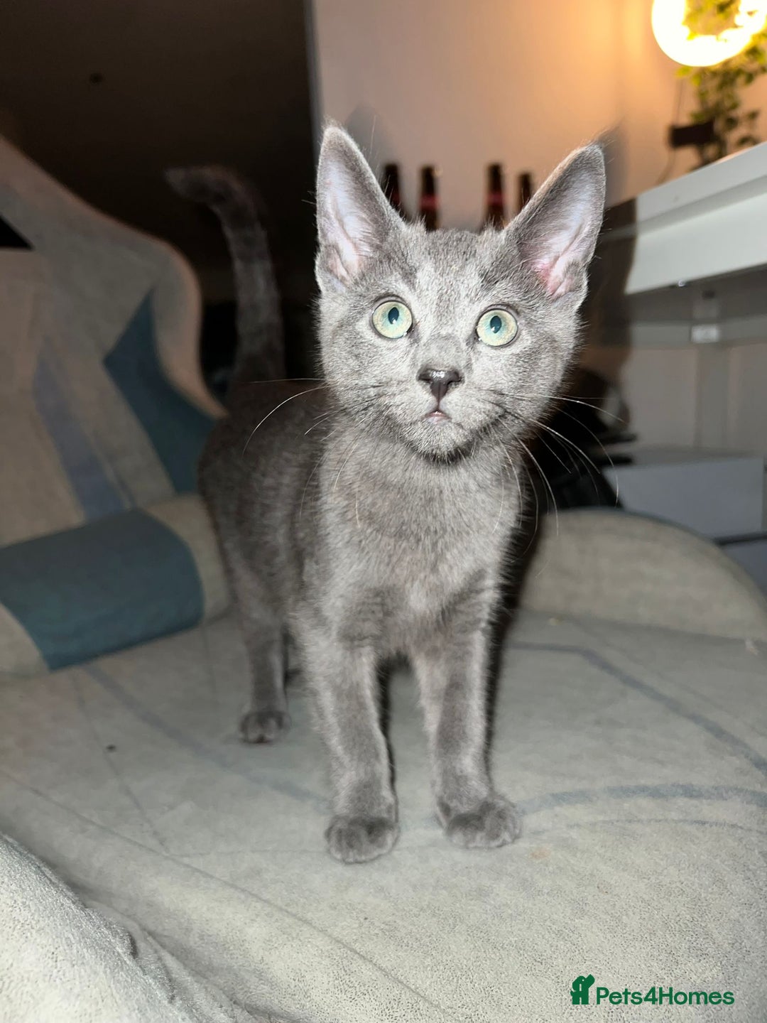Russian Blue cats for sale: Gorgeous Championship Russian blue kittens  - Advert 30