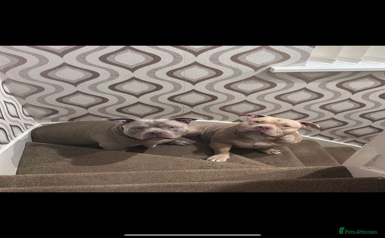 American Bully dogs - Advert 1