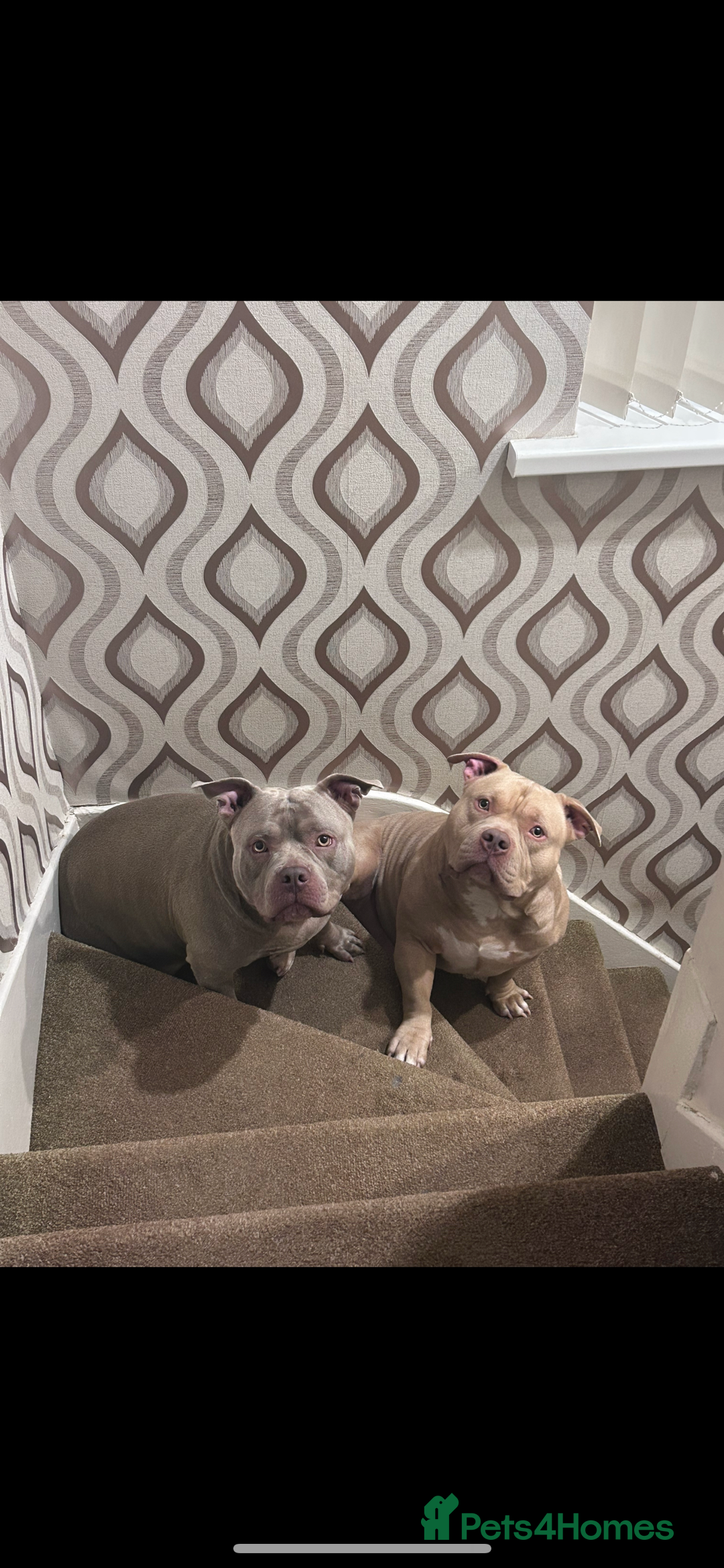American Bully dogs for sale: For rehome - Image 1