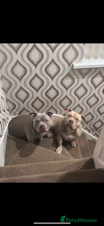 American Bully dogs - Advert 1