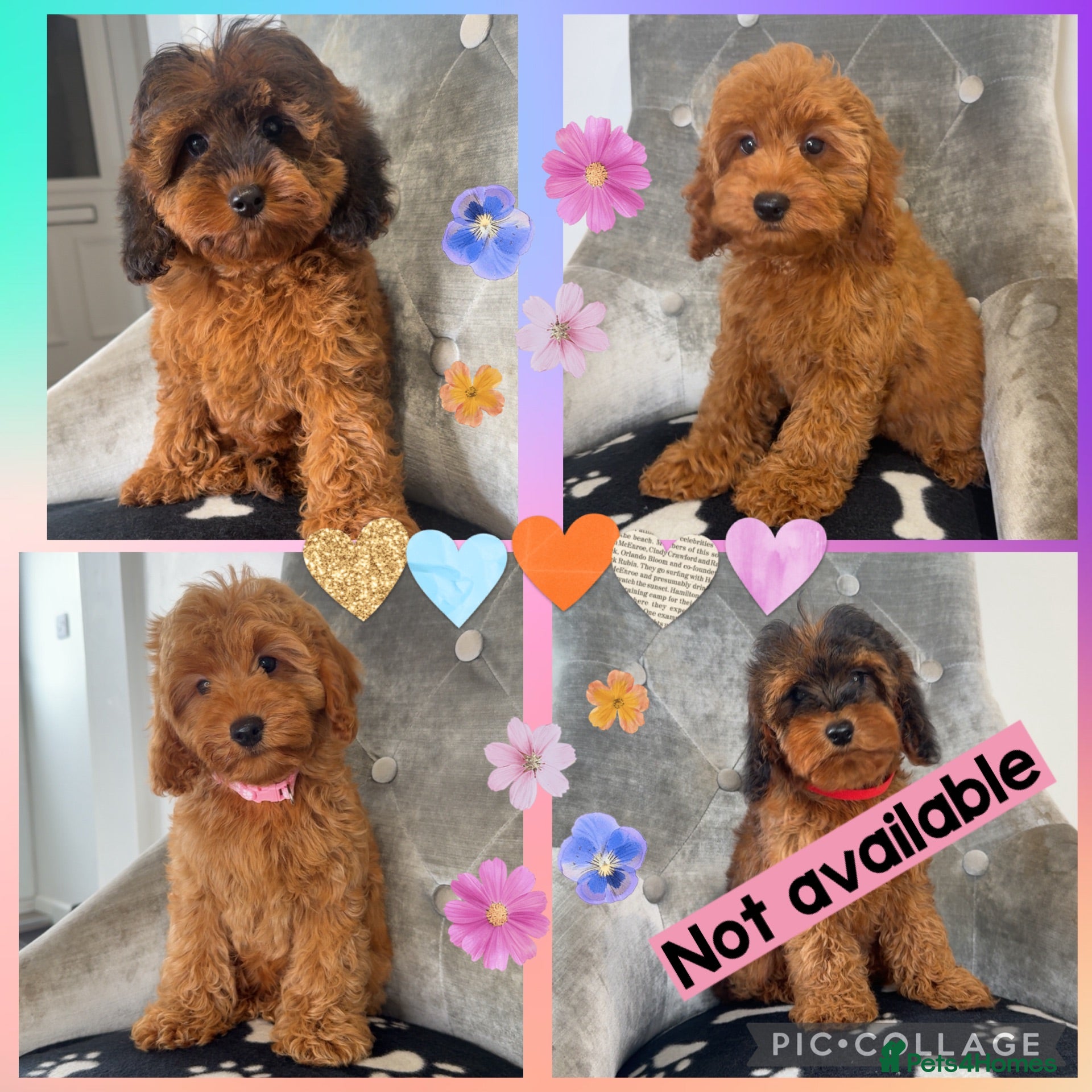 Cockapoo dogs Ready now! Health clear F1B cockapoos - Advert 5