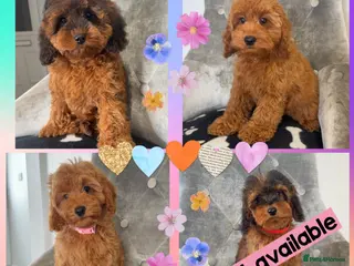 Cockapoo dogs Ready now! Health clear F1B cockapoos - Advert 2