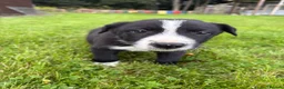 Border Collie dogs for sale: Border Collie Puppies💙 - Advert 2
