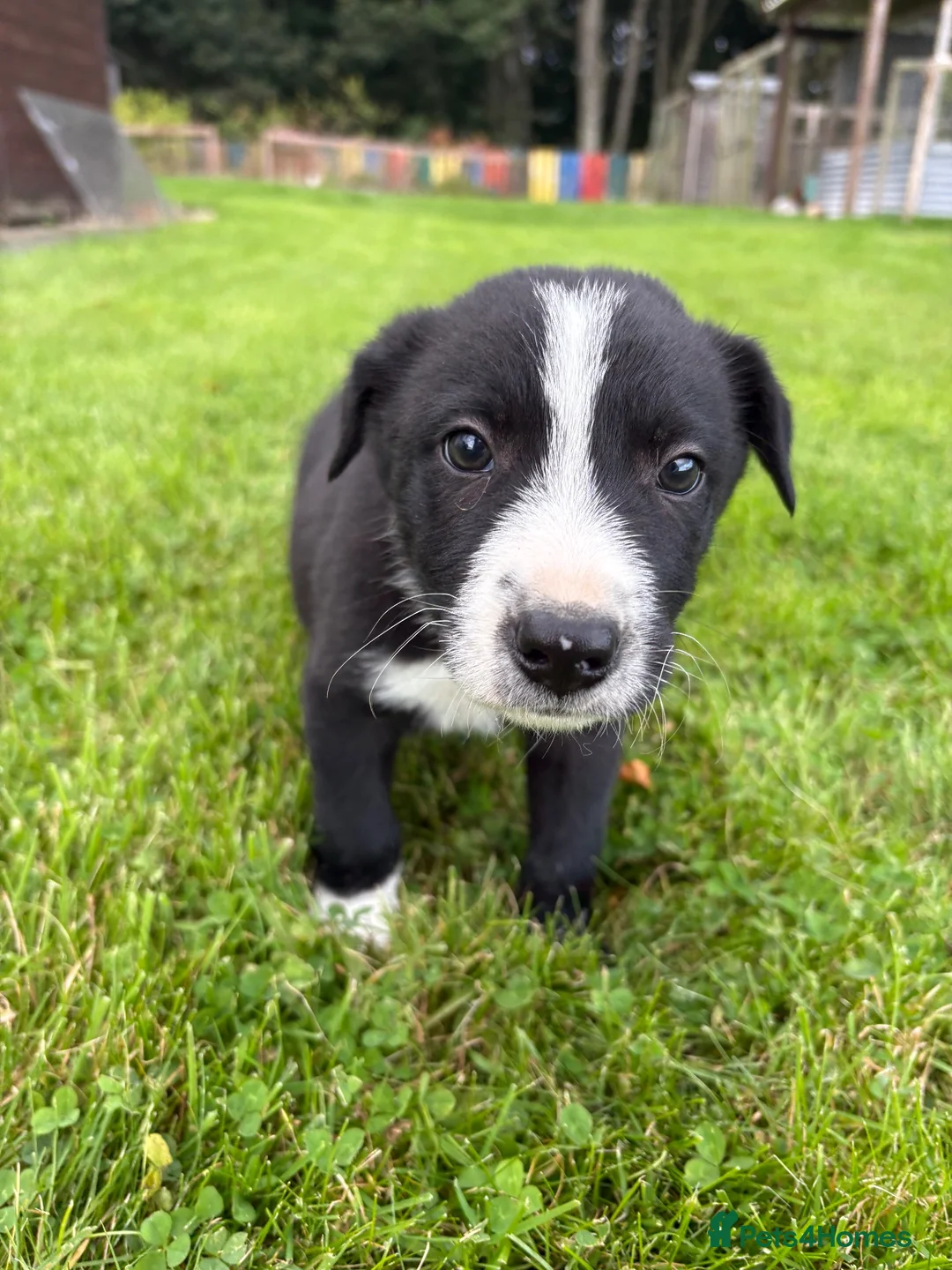 Border Collie dogs for sale: Border Collie Puppies💙 - Advert 2