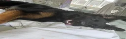 German Shepherd dogs for sale: 2 young beautiful German shepherd pups  - Advert 31