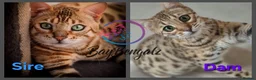 Bengal cats for sale: ✨️🐆STUNNING BROWN BENGALS. TICA REGISTERED ✨️🐆 - Advert 12