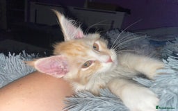 Maine Coon cats for sale: TICA registered Maine coon kittens  - Image 16