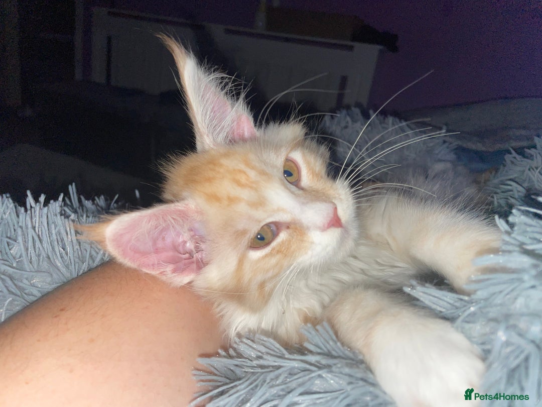 Maine Coon cats for sale: TICA registered Maine coon kittens  - Image 16