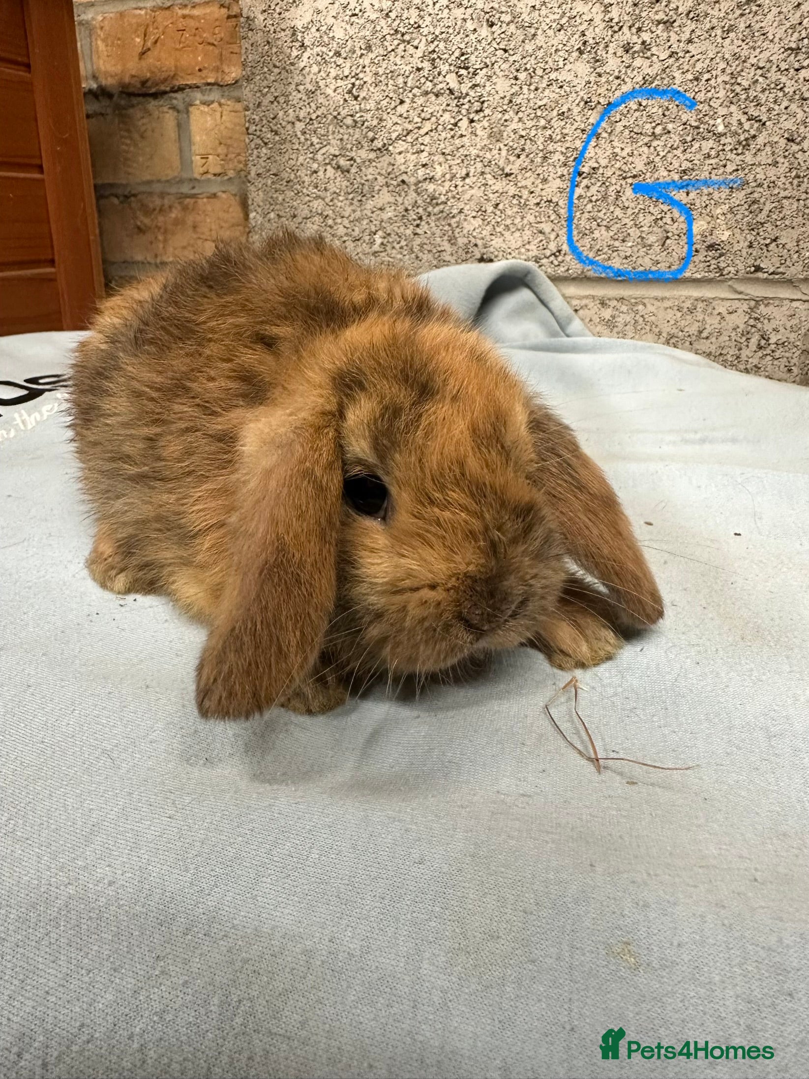 Mini Lop rabbits Mini Lop Rabbits  - Advert 16