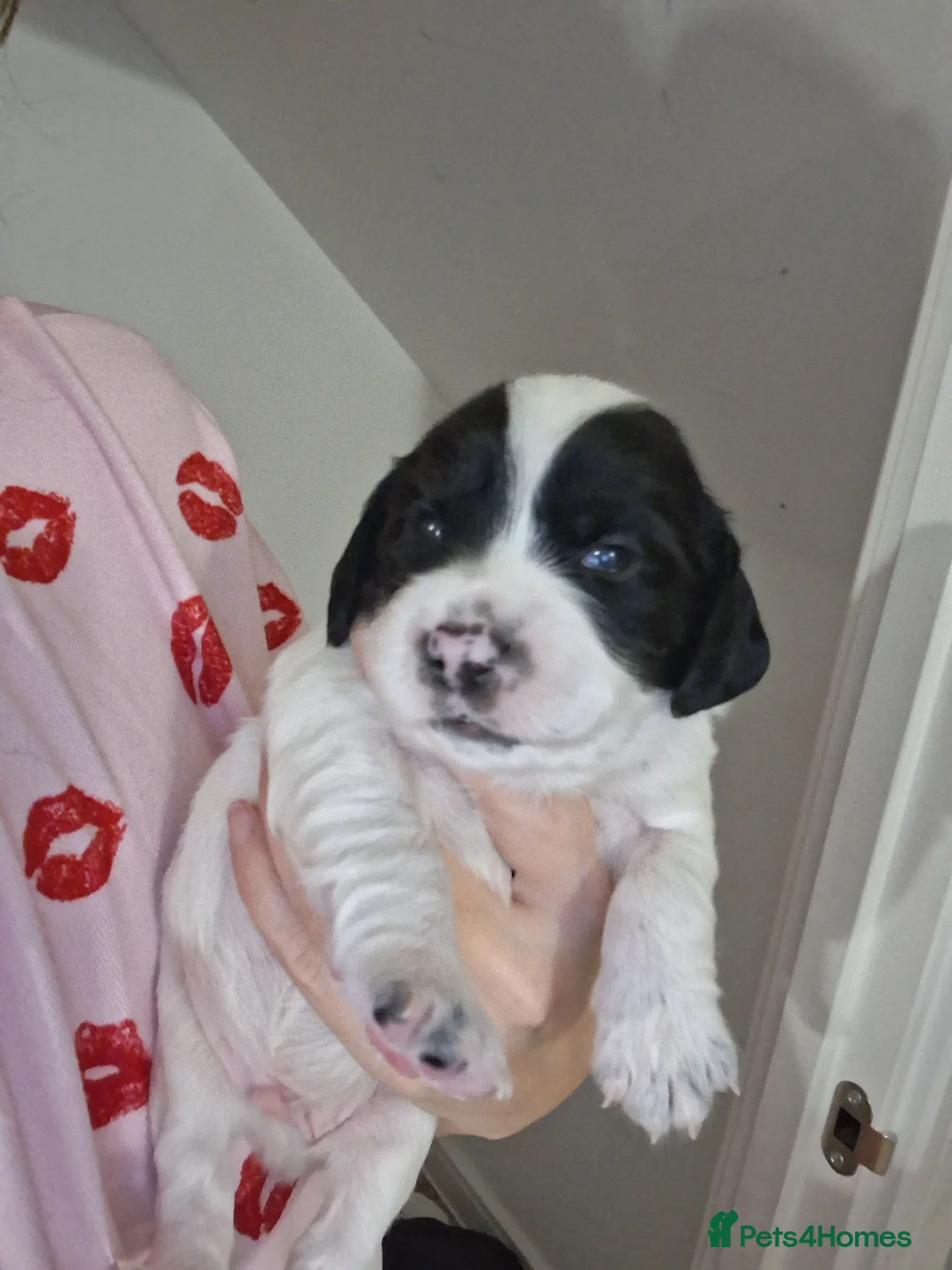 Mixed Breed dogs for sale: ☆six beautiful male puppys seeking forever homes☆ - Advert 19