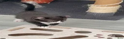 Mixed Breed cats for sale: Stunning Mixed Coloured Kittens!  - Advert 28