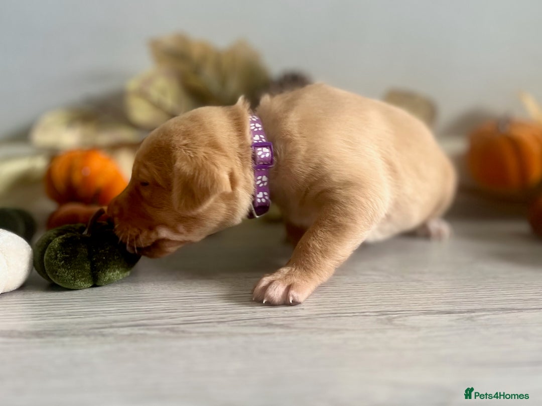 Labrador Retriever dogs for sale: Yellow Labrador Puppies - Image 10