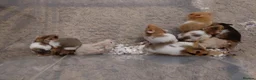 Hamster rodents for sale: Syrian hamster - Advert 2