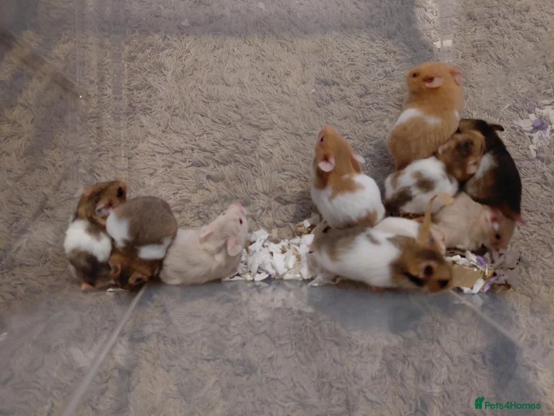 Hamster rodents for sale: Syrian hamster - Advert 2