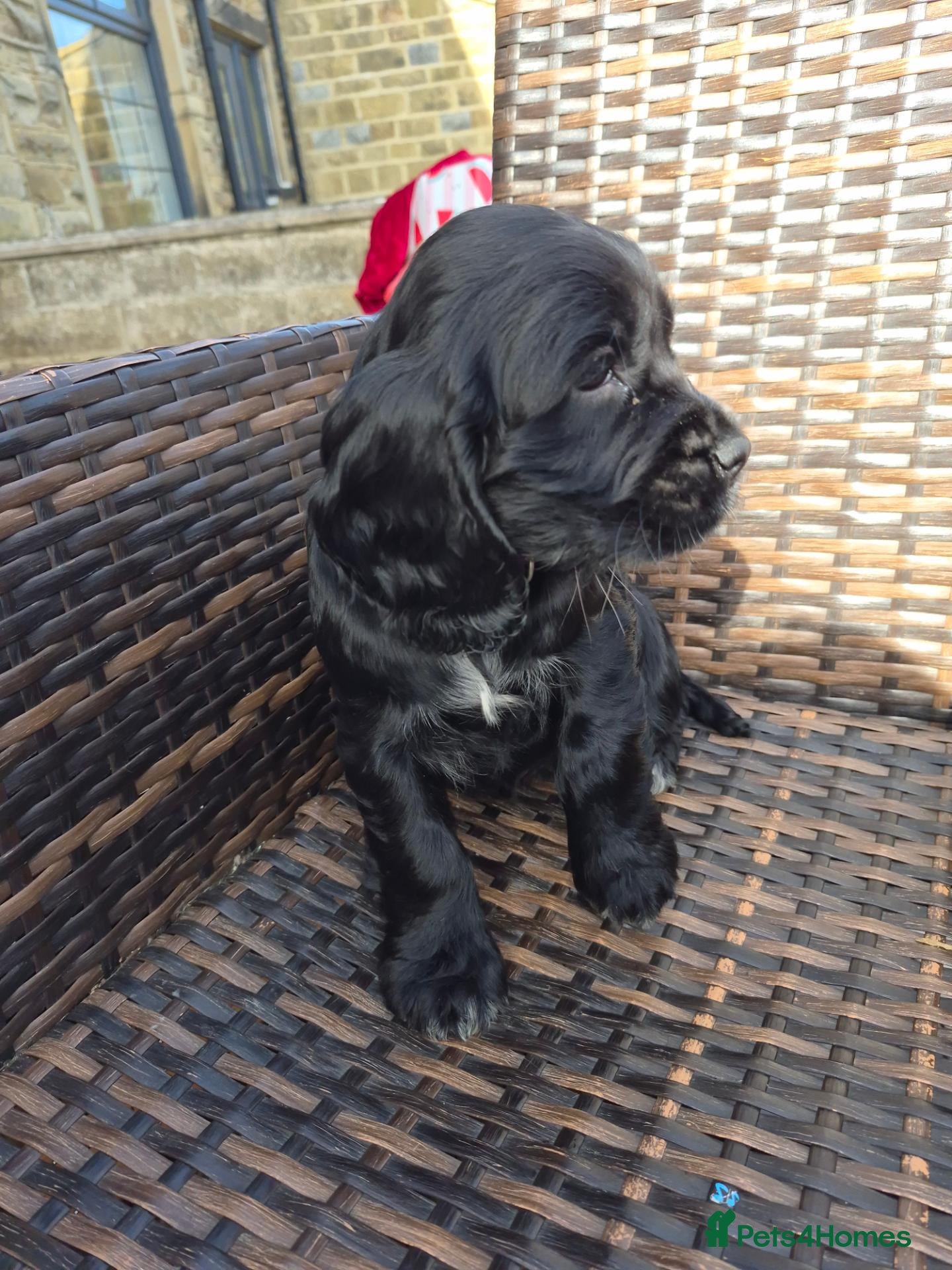 Cocker Spaniel dogs Beautiful Cocker spaniel puppies  - Advert 1