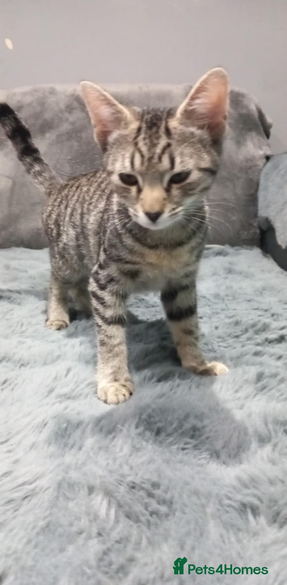 Mixed Breed cats Needs a new home  - Advert 1