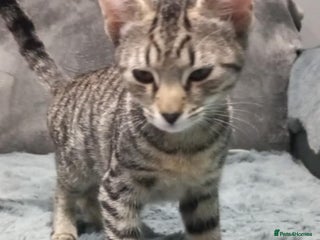 Mixed Breed cats Needs a new home - Advert 1