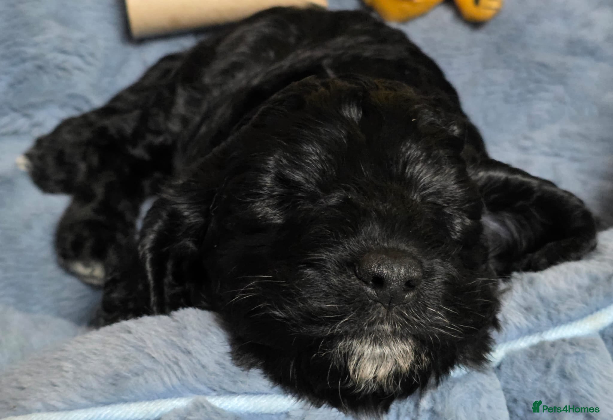 Cockapoo dogs for sale: Vet Health checked Cockapoo Puppies - Advert 16