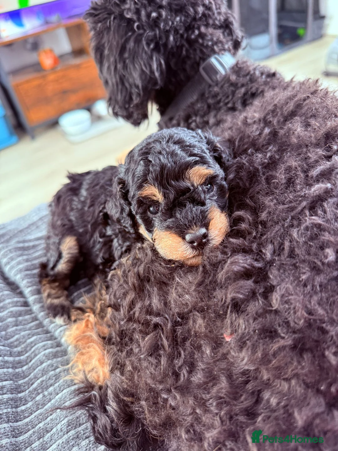 Toy Poodle dogs for sale: Beautiful Phantom Toy Poodle's!🧸😍 KC registered - Advert 7