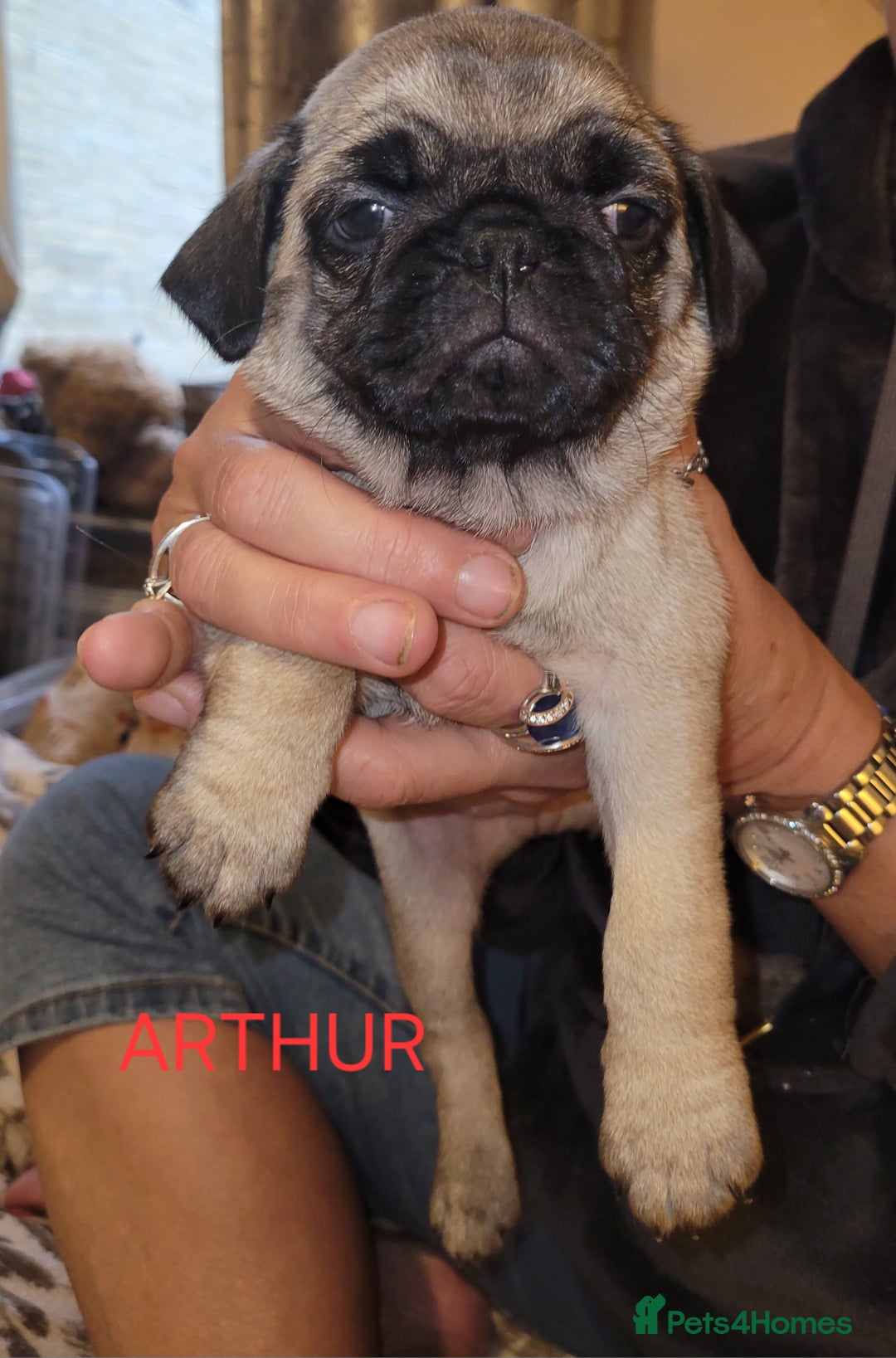 Pug dogs for sale: Gorgeous pug puppies for sale - Advert 2