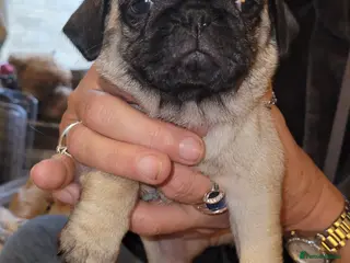Pug dogs Gorgeous pug puppies for sale - Advert 9