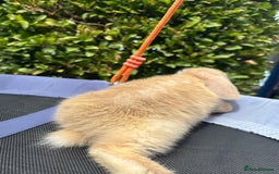 Mini Lop rabbits for sale: Purebred mini lop male - Image 4