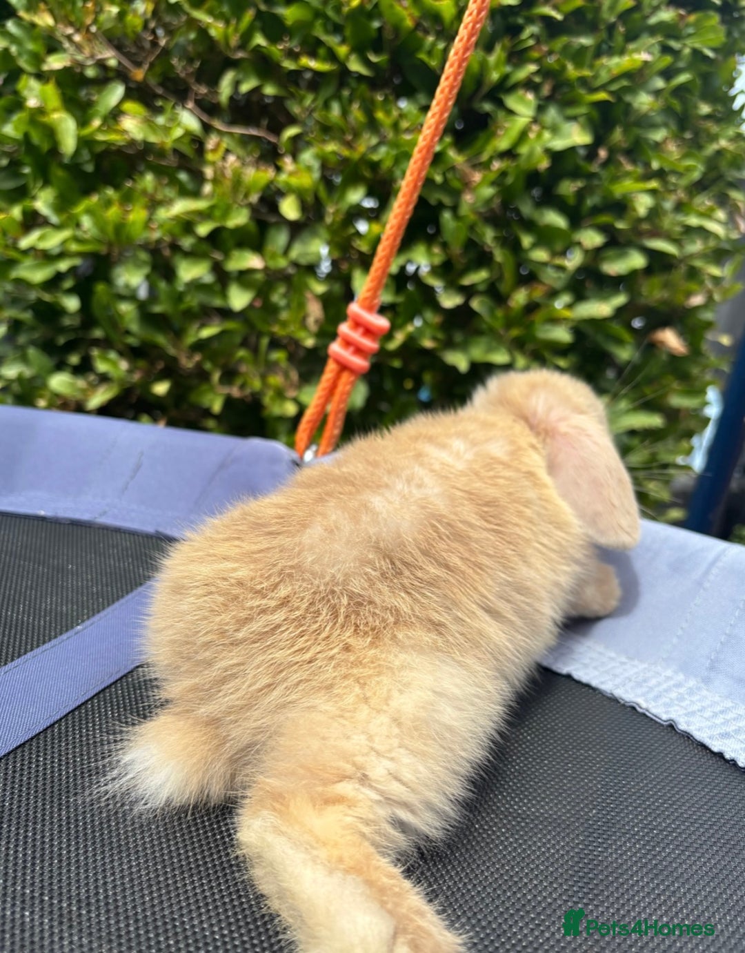 Mini Lop rabbits for sale: Purebred mini lop male - Image 4