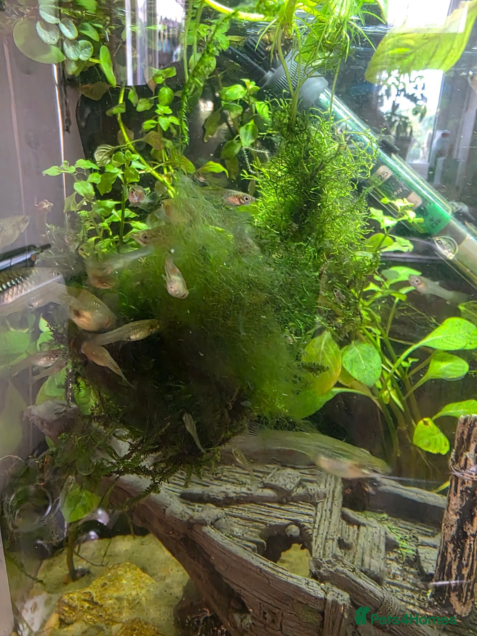 Live Bearers fish ENDLERS - Advert 1