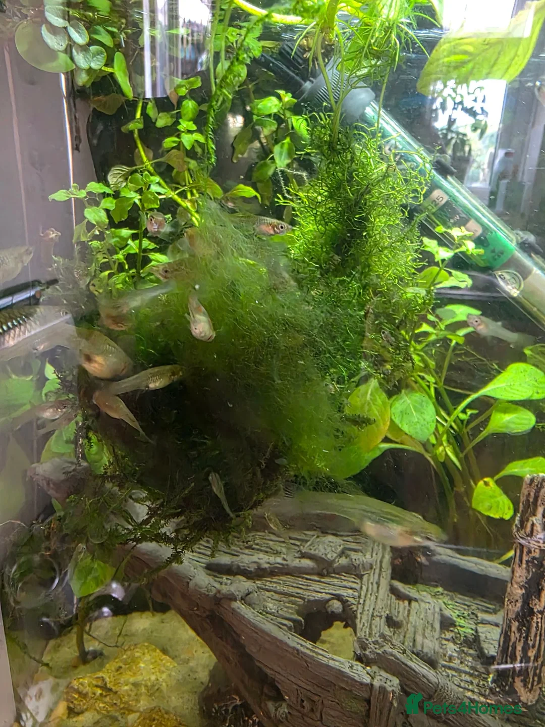 Live Bearers fish for sale: ENDLERS - Advert 1