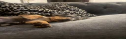 Dachshund dogs for sale: Mini dashound  - Advert 2