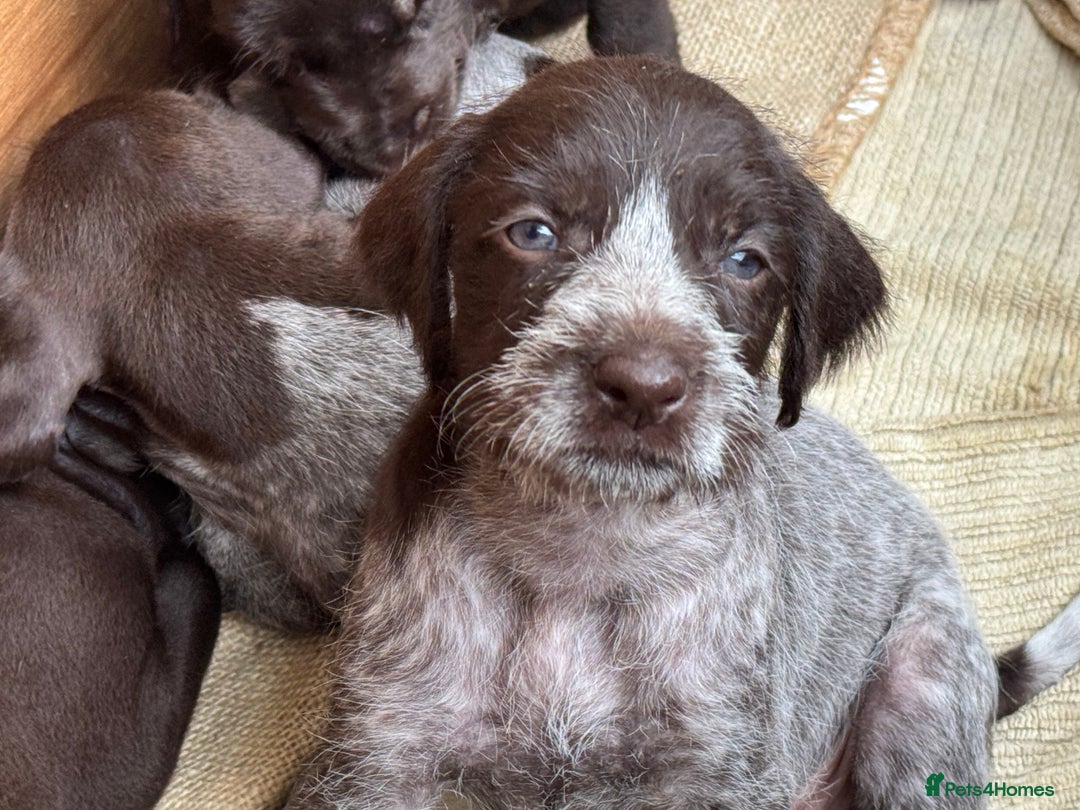 German Wirehaired Pointer dogs for sale: German Wire-haired Pointers of sale - Image 11