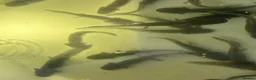 Axolotl reptiles for sale: Copper Axolotl babies For Sale - Advert 4