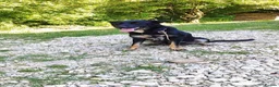 Mixed Breed dogs for adoption: Ayla, 2-3 yrs old. Available for adoption. in Brixham - Advert 9