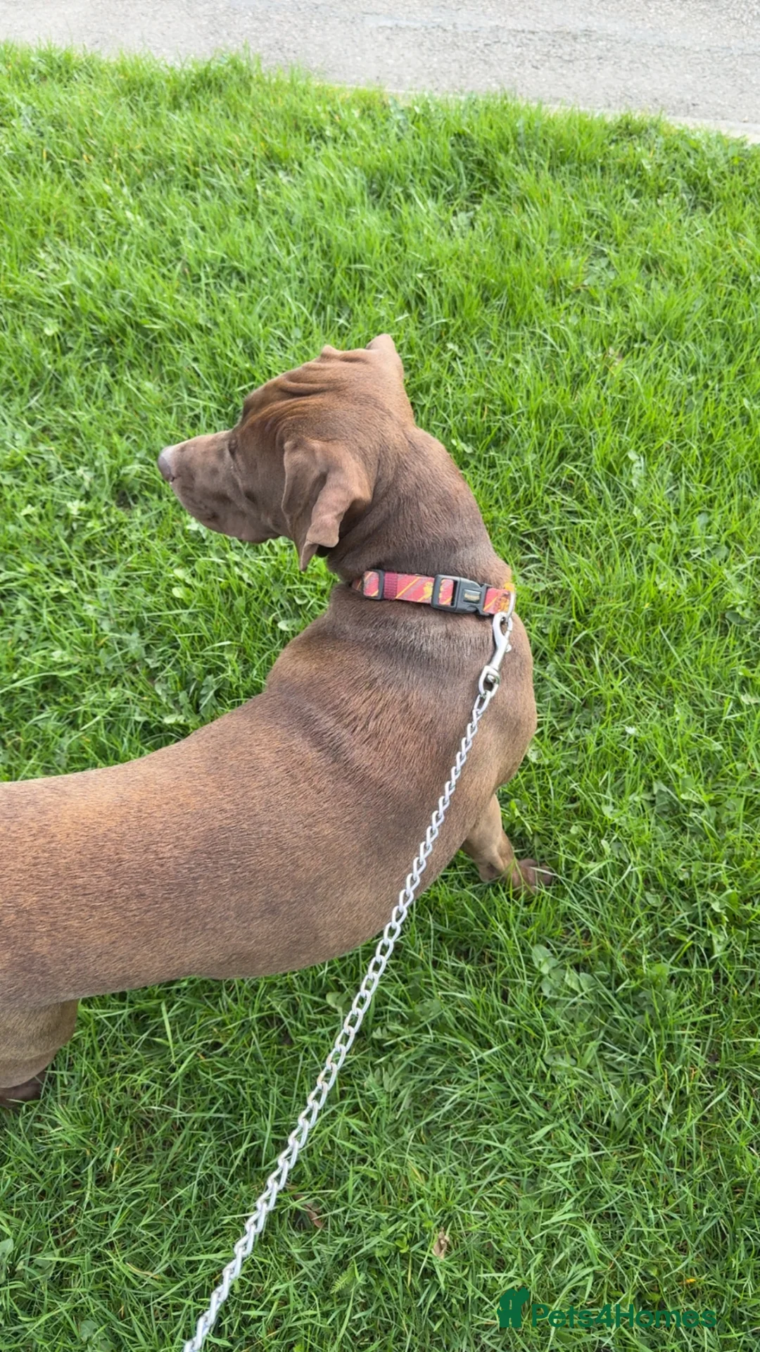 Mixed Breed dogs for sale: 15 month old Weimaraner x Amstaff - Advert 8