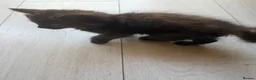 Mixed Breed cats for sale: 6 kittens  - Advert 5